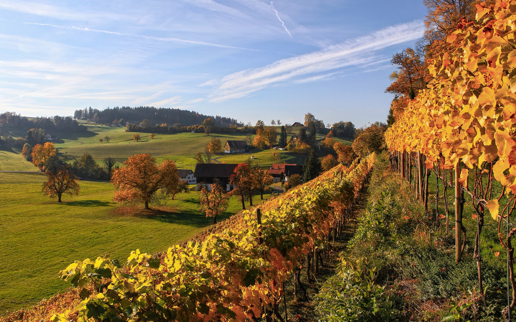 Fall Food Pairing Guide - Get the most out of your Terratorium Wines this season.